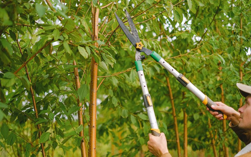 Tree trimming in Kenvir, KY